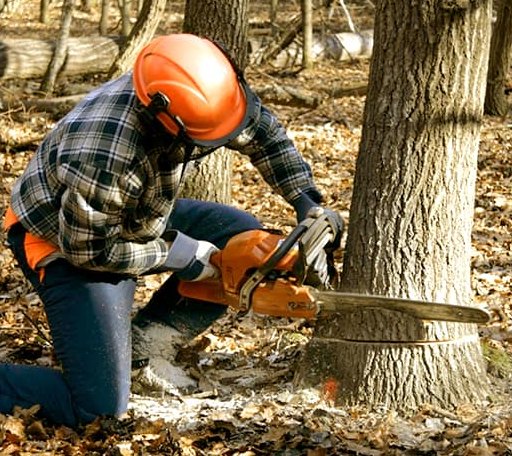 Tree Removal in Nesbit, MS